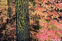2001 Fuji Velvia Film