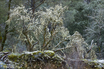 2009 Digital
