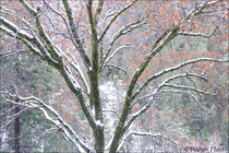 2009 Digital