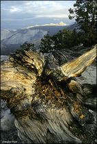 1987 Kodak Kodachrome 25 Film