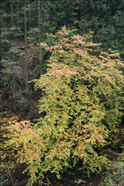 1998 Fuji Velvia Film