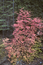 1989 Kodak Kodachrome 25 Film