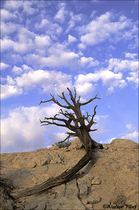 1996 Fuji Velvia Film