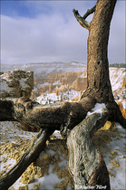 1995 Fuji Velvia Film