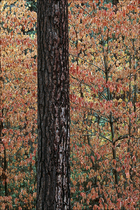 2002 Fuji Velvia Film