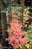 2003 Fuji Velvia Film