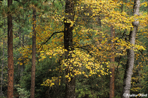 2004 Fuji Velvia Film