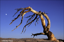 1991 Fuji Velvia Film