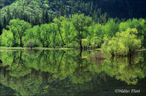 1991 Fuji Velvia Film