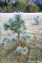 2004 Fuji Velvia Film