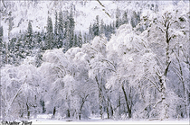 2005 Fuji Velvia Film